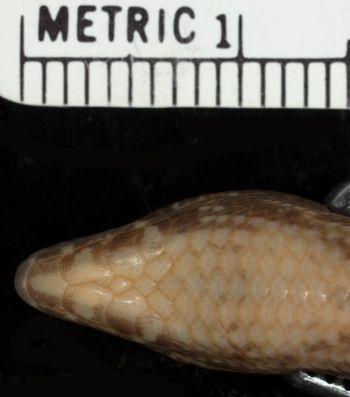 Media type: image;   Herpetology R-39378